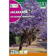   Mimosenblättriger Jacaranda (Jacaranda mimiosifolia) 0,5g Rocalba