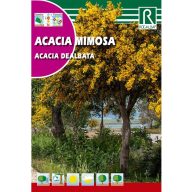 Eschen-Akazie (Acacia dealbata) Rocalba