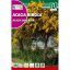 Eschen-Akazie (Acacia dealbata) Rocalba
