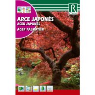 Europäischer Ahorn (Acer palmatum) Rocalba