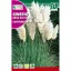 Pampasgras (Cortaderia selloana) Rocalba 0,1 g