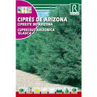   Silberblaue Arizona-Zypresse (Cupressus arizonica glauca) 2 g Rocalba