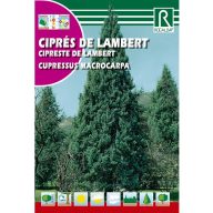 Lambert-Zypresse (Cupressus macrocarpa) Rocalba