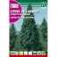 Lambert-Zypresse (Cupressus macrocarpa) Rocalba