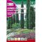 Europäische Zypresse (Cupressus sempervirens) Rocalba 2 g