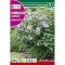 Eibisch (Hibiscus syriacus) Rocalba 2 g