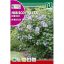 Eibisch (Hibiscus syriacus) Rocalba 2 g