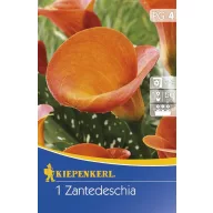 Glühbirne Calla (orange) 1 Stück