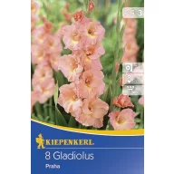 Blumenzwiebel Schwertblume Prag 8 Stück