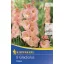 Blumenzwiebel Schwertblume Prag 8 Stück
