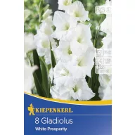 Blumenzwiebel Schwertblume Weiß Wohlstand 8 Stück