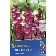 Zwiebel Schwert Blume Samt Augen 10 Stück