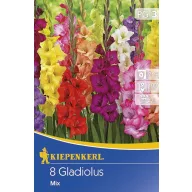 Blumenzwiebel Schwertblumen Mix 8 Stück