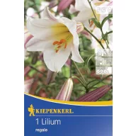 Blumenzwiebel Königslilie 1 Stück