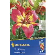 Blumenzwiebel Lily Forever Linda 1 Stück
