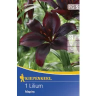 Blumenzwiebel Lilie Mapira 1 Stück