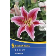 Blumenzwiebel Lilie Kiepenkerl Stargazer 1 Stück