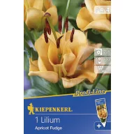 Blumenzwiebel Lilie Aprikose Fudge 1 Stück