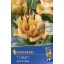 Blumenzwiebel Lilie Aprikose Fudge 1 Stück