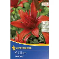 Blumenzwiebel Lilie Rot Twin 2 Stück