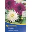 Blumenzwiebel Dahlia Duo PurpleGem & My Love 2 Stück