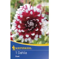 Blumenzwiebel Dahlia Duet 1 Stück