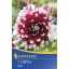 Blumenzwiebel Dahlia Duet 1 Stück