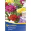 Blumenzwiebel Fresia Mix 10 Stück