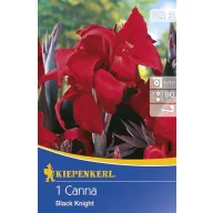 Blumenzwiebel Canna Black Knight rot 1 Stück