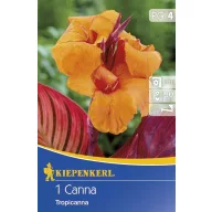 Blumenzwiebel Canna Tropicana 1 Stück