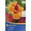 Blumenzwiebel Canna Tropicana 1 Stück
