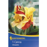 Blumenzwiebel Canna Cleopatra rot-gelb 1 Stück