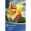 Blumenzwiebel Canna Cleopatra rot-gelb 1 Stück