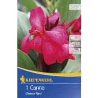 Blumenzwiebel Canna Cherry Red kirschrot 1 Stück