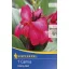 Blumenzwiebel Canna Cherry Red kirschrot 1 Stück