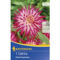 Blumenzwiebel Dahlia Dutch Explosion 1 Stück