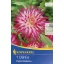 Blumenzwiebel Dahlia Dutch Explosion 1 Stück