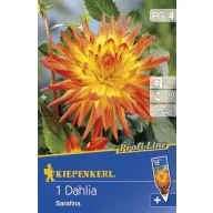 Zwiebel Dahlie Sarafina 1 Stück