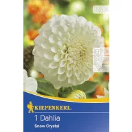 Glühbirne Dahlia Snow Crystal 1 Stück