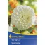 Glühbirne Dahlia Snow Crystal 1 Stück