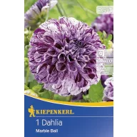 Zwiebel Dahlia Marble Boll 1 Stück