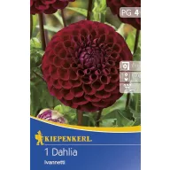 Zwiebel Dahlia Ivanetti 1 Stück