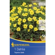 Blumenzwiebel Dahlia Topmix gelb 1 Stück