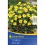 Blumenzwiebel Dahlia Topmix gelb 1 Stück