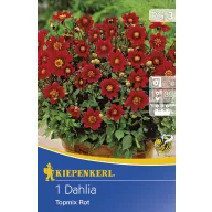 Blumenzwiebel Dahlia Topmix rot 1 Stück
