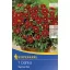 Blumenzwiebel Dahlia Topmix rot 1 Stück