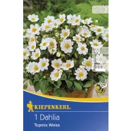 Blumenzwiebel Dahlia Topmix weiß 1 Stück