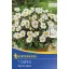 Blumenzwiebel Dahlia Topmix weiß 1 Stück