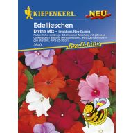 Löwenzahn Göttlicher Mix Kiepenkerl ca. 10 Samen