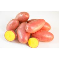 Kartoffelsamen Knolle "Valery" 50 Stück